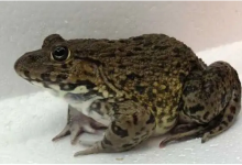 2批次石蛙檢出獸藥呋喃唑酮代謝物殘留;茄子重金屬鎘超標(biāo);華順食品生產(chǎn)的沙琪瑪過氧化值超標(biāo)｜浙江-測客