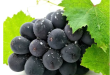 愛(ài)網(wǎng)購(gòu)的朋友們注意了,這家美團(tuán)店的巨峰葡萄檢出農(nóng)藥超標(biāo)!|上海-測(cè)客