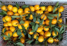 農(nóng)藥聯(lián)苯菊酯超標(biāo),這個水果批發(fā)部的蜜桔不能多吃!|北京-測客