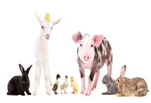 農(nóng)業(yè)農(nóng)村部辦公廳關(guān)于印發(fā)2023年畜禽屠宰質(zhì)量安全風(fēng)險(xiǎn)監(jiān)測(cè)計(jì)劃的通知-測(cè)客