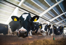 農(nóng)業(yè)農(nóng)村部辦公廳關(guān)于印發(fā)《2023年飼料質(zhì)量安全監(jiān)管工作方案》的通知-測(cè)客